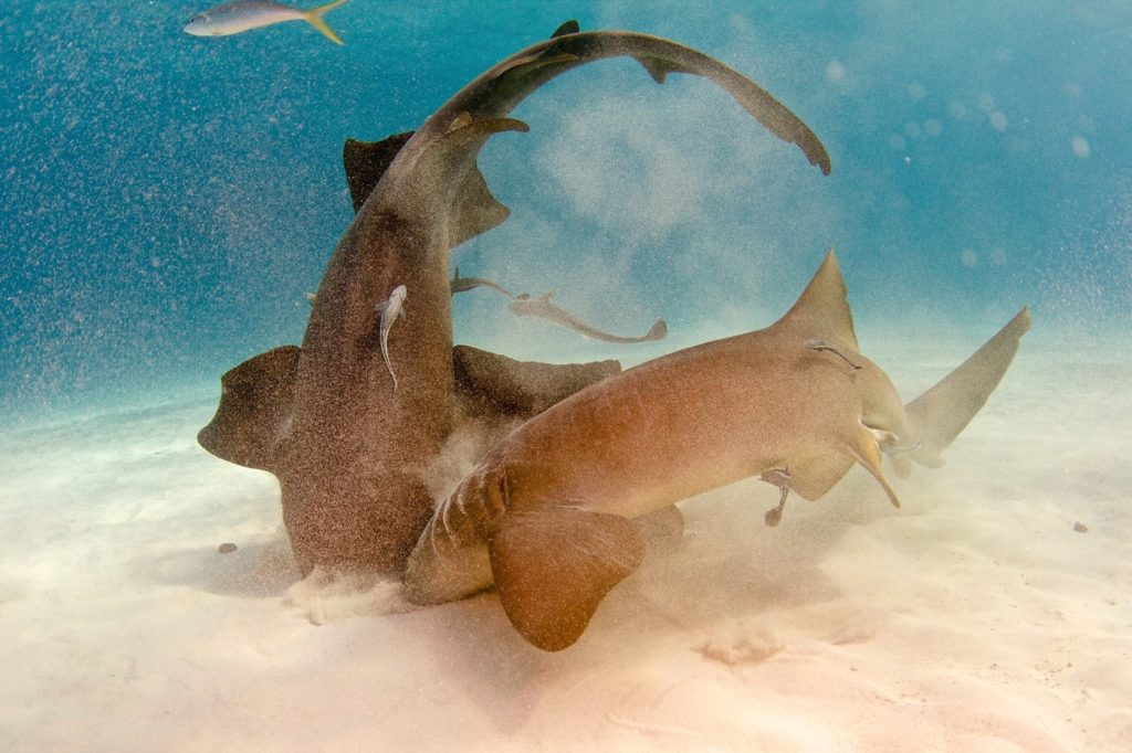 Nurse sharks Tiger Beach Bahamas