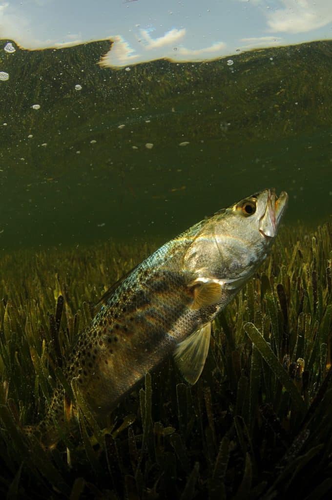 Spotted seatrout caught fishing with a twitchbait fishing lure