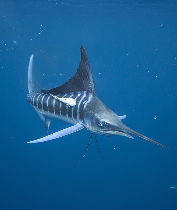 15_striped marlin_courtesy montocchio.jpg