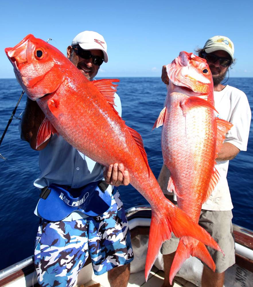 A pair of gorgeous ruby snappper caught off Tanzania