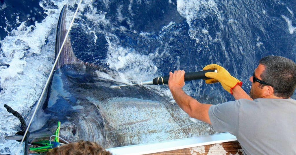 Pedro Alfonso, PhD, from the University of the Azores attached a pop-up satellite archival tag in a grander blue on the Condor Bank.