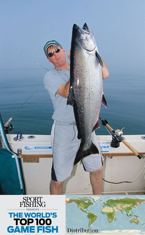 chinook salmon