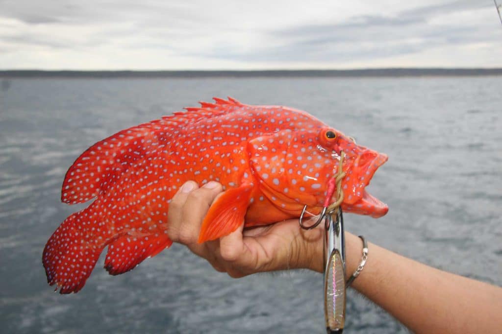 Fish Pictures from Australia