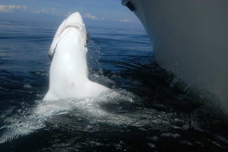 Thresher and blue shark frenzy off the coast of Maine