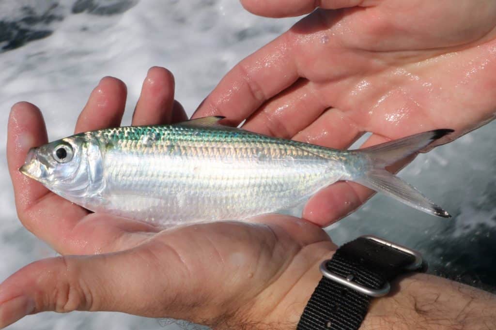 Catching Kingfish Off Cape Canaveral, Florida