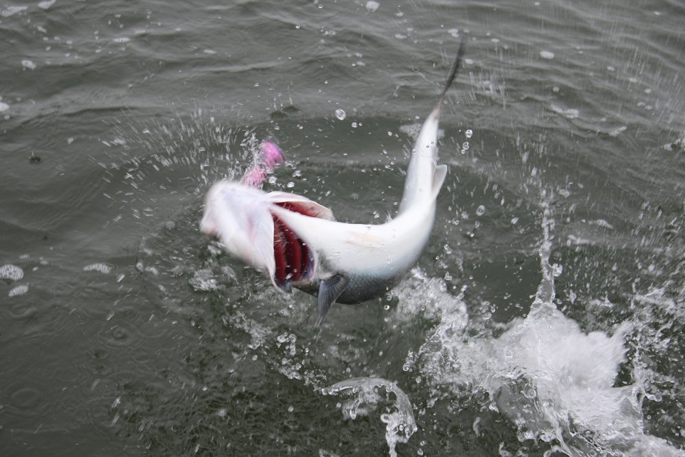 Popping for Bluefish on New York Flats