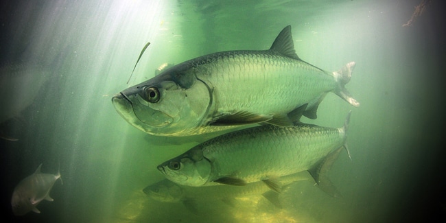 16 - tarpon.jpg