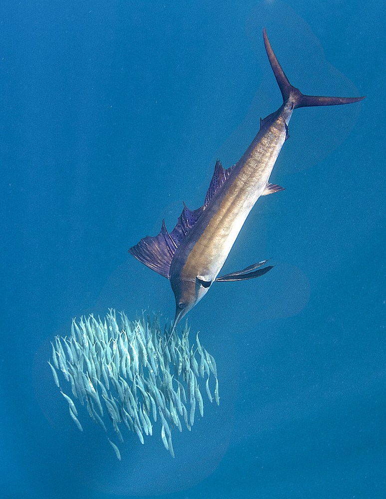 Baitfish being attacked by a sailfish in Isla Mujeres, Mexico