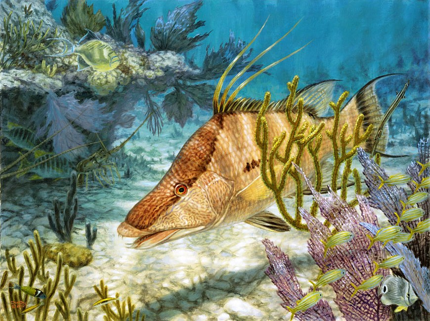 underwater hogfish art Don Ray marine fishing artist