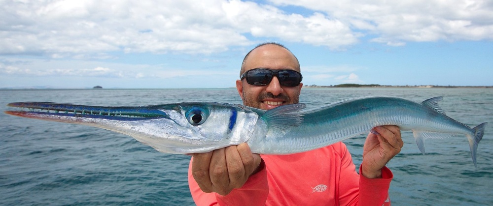 Scary-big houndfish from Diego Suarez, Madagascar