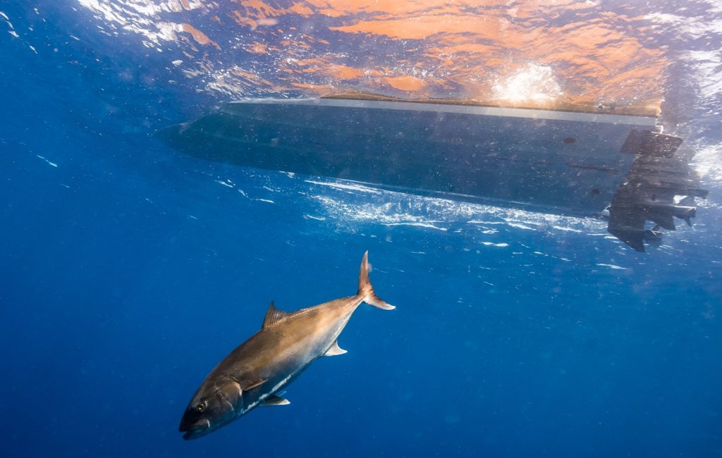 Underwater world of Florida Game Fish -- amberjack