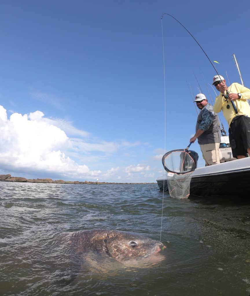 Black drum caught on a Z-man bait