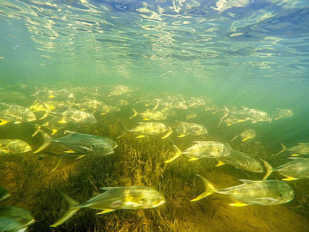 Underwater school of feeding jack crevalle in Florida Bay