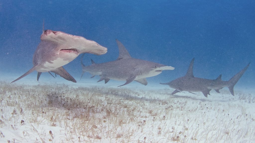 Sharks Bimini Bahams