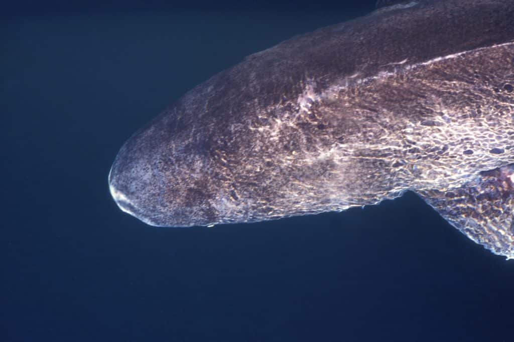 Greenland shark fishing