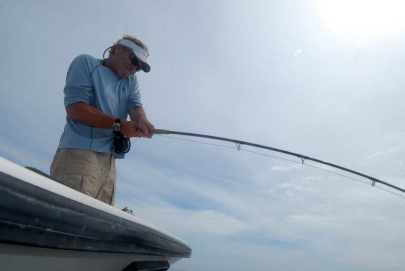 Thresher and blue shark frenzy off the coast of Maine