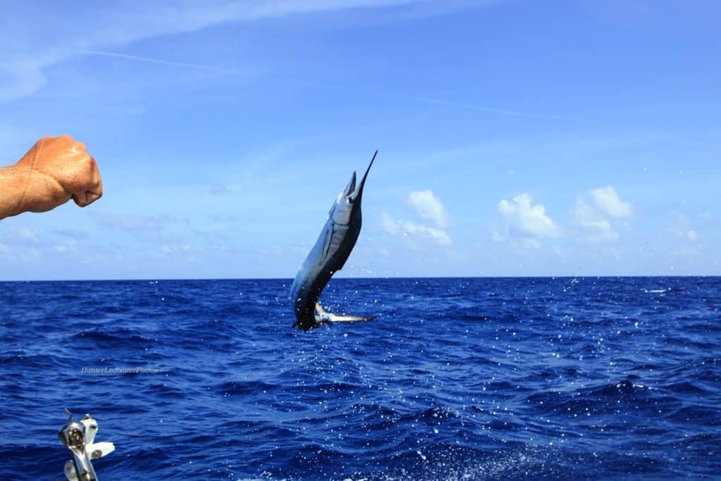 sailfish jump