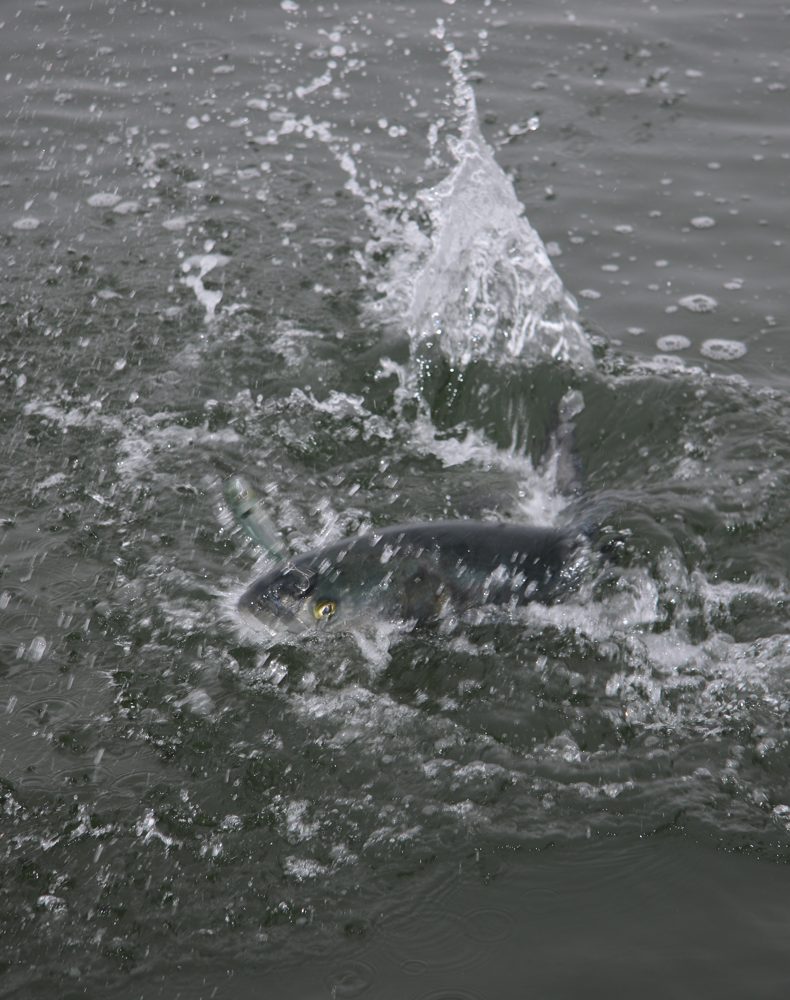 Popping for Bluefish on New York Flats