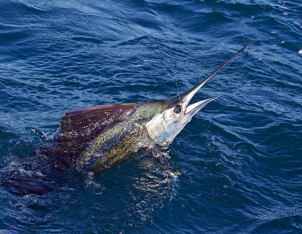 Caribbean sailfish hooked while offshore fishing