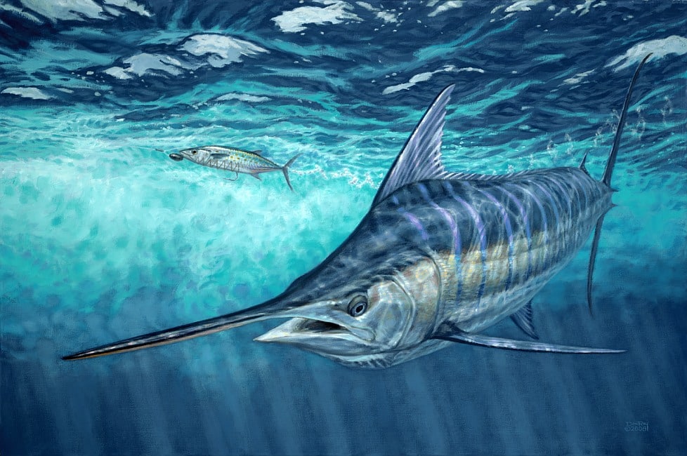 underwater blue marlin art Don Ray marine fishing artist