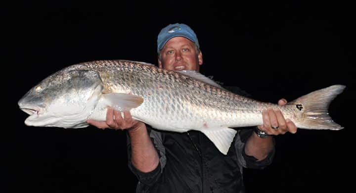 Giant Redfish Photo