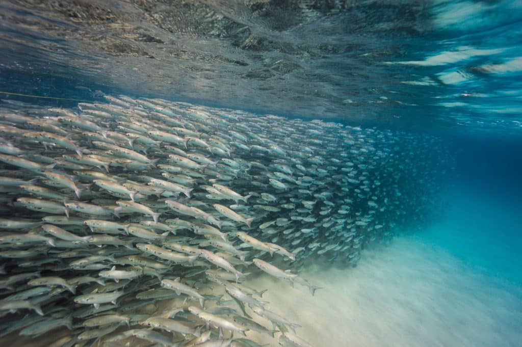 Underwater world of Florida Game Fish -- a wall of mullet