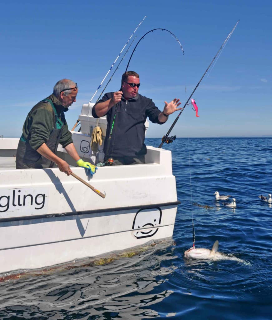 Big cod fish caught saltwater fishing Talknafjordur Iceland