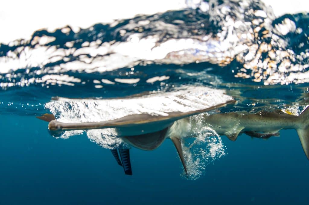 hammerhead shark caught saltwater kayak fishing Baja's central Sea of Cortez near Loreto