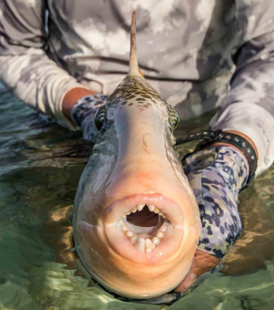 Fishing Africa's Red Sea off Sudan - Yellowmargin Triggerfish