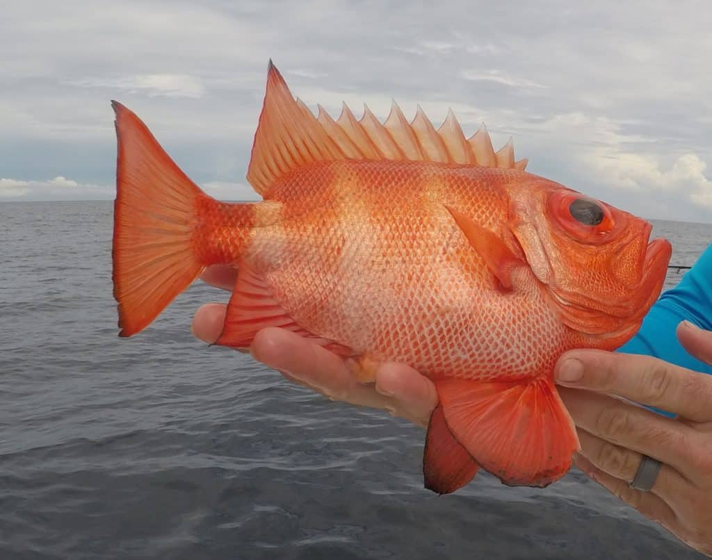 Portrait of an Atlantic bigeye