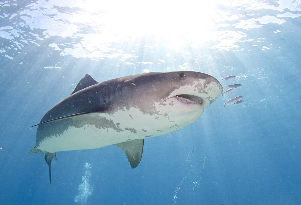 Tiger shark underwater