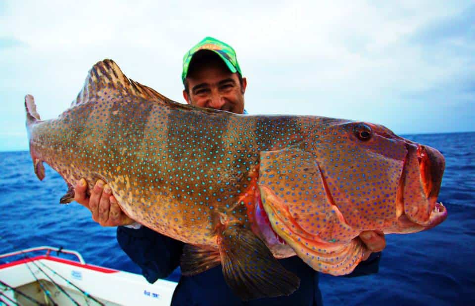 Jumbo coral trout caught on a jig