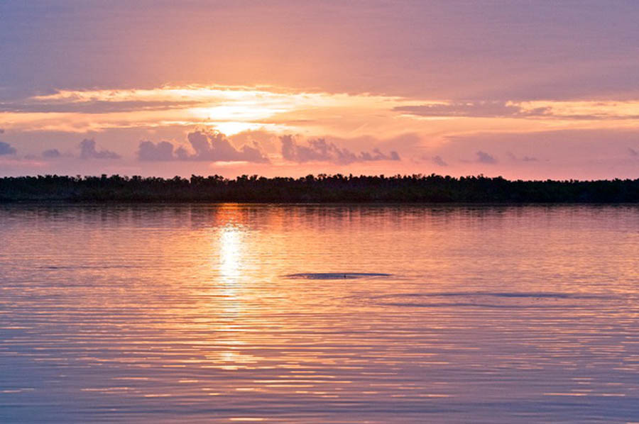 17_rising tarpon off sugarloaf key, fl.jpg