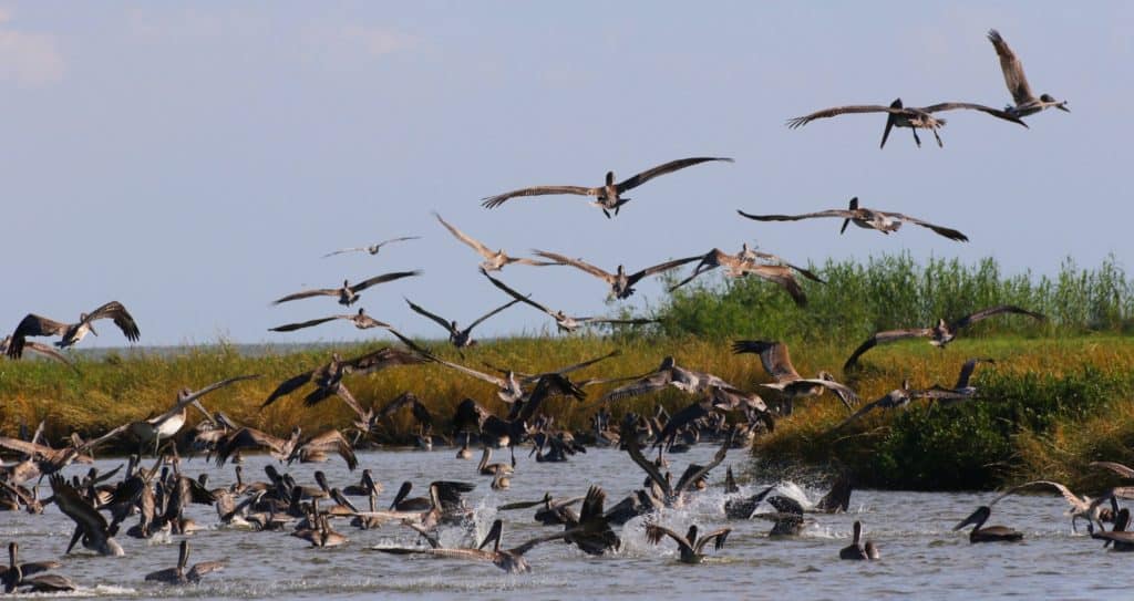 Louisiana redfish free for all — a pelican party