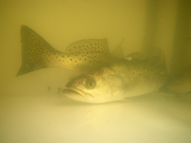 17_winter trout.jpg