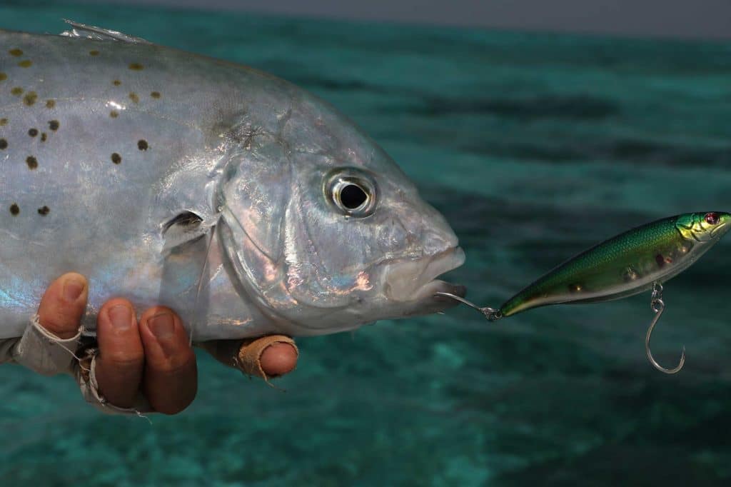 Fish Pictures from Australia