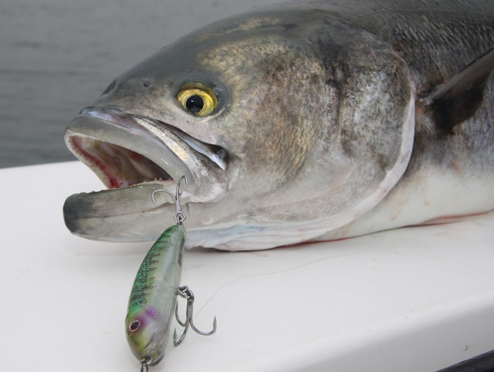 Popping for Bluefish on New York Flats