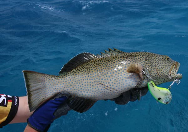 18 - squaretail or passionfruit coral trout (p. areolatus).jpg