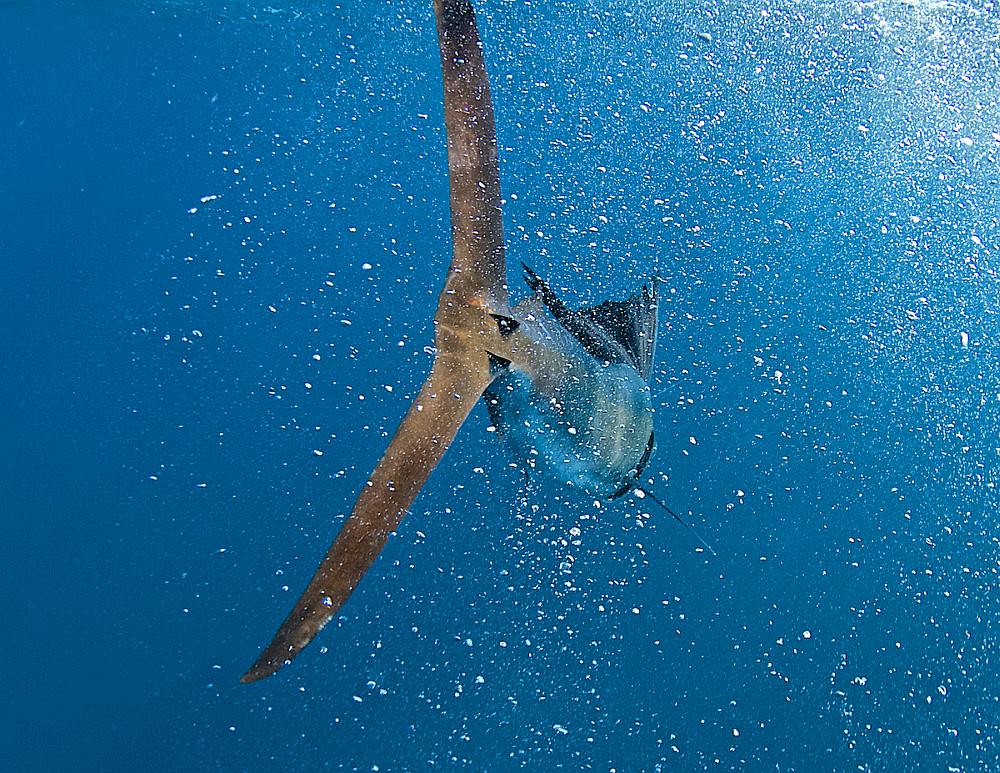 Sailfish swimming away from a sport-fishing boat after release while offshore fishing