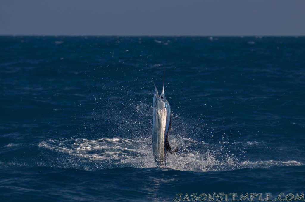 Key West Florida jumping sailfish