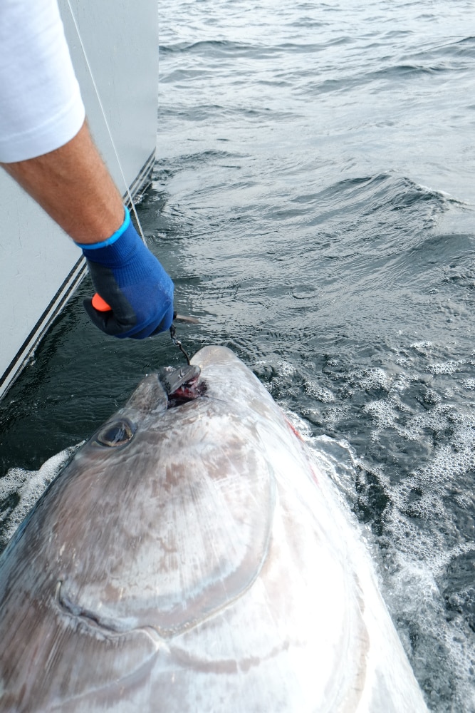 Angler releasing bluefin tuna boatside