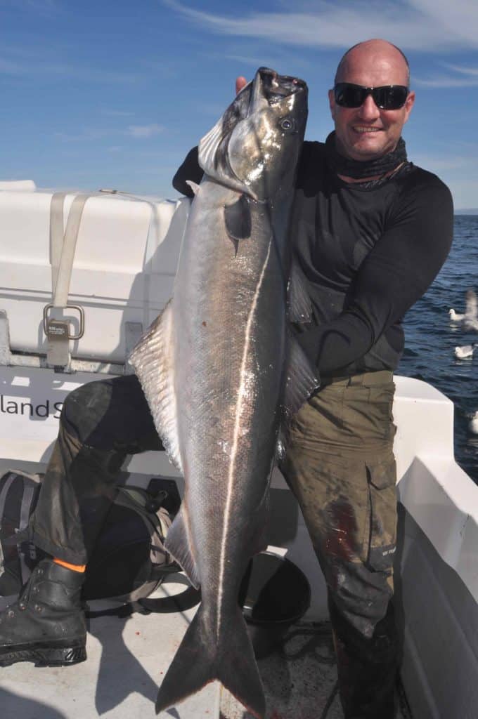 Big coalfish caught saltwater fishing Talknafjordur Iceland