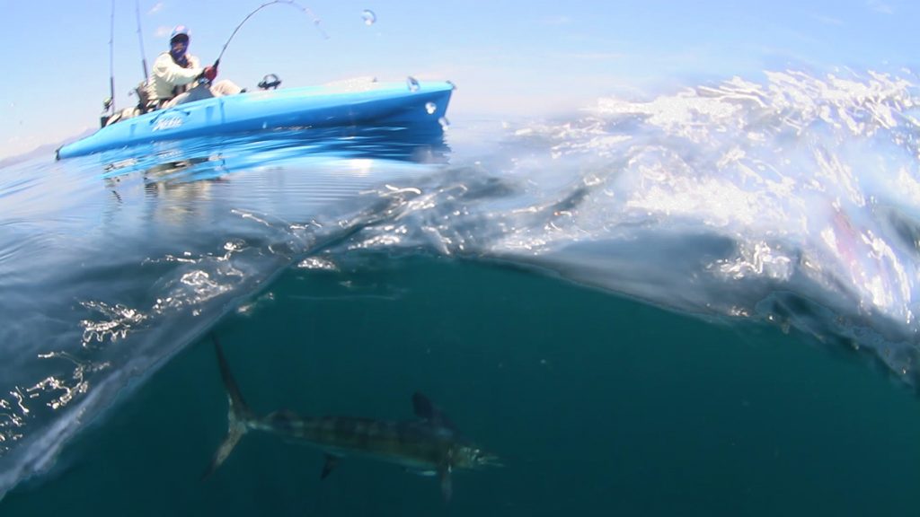 striped marlin caught saltwater kayak fishing Baja's central Sea of Cortez near Loreto