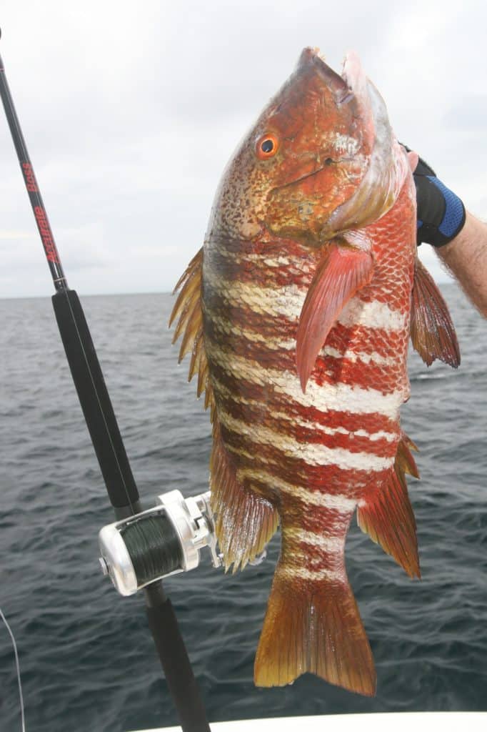 Argo fish caught saltwater fishing Panama