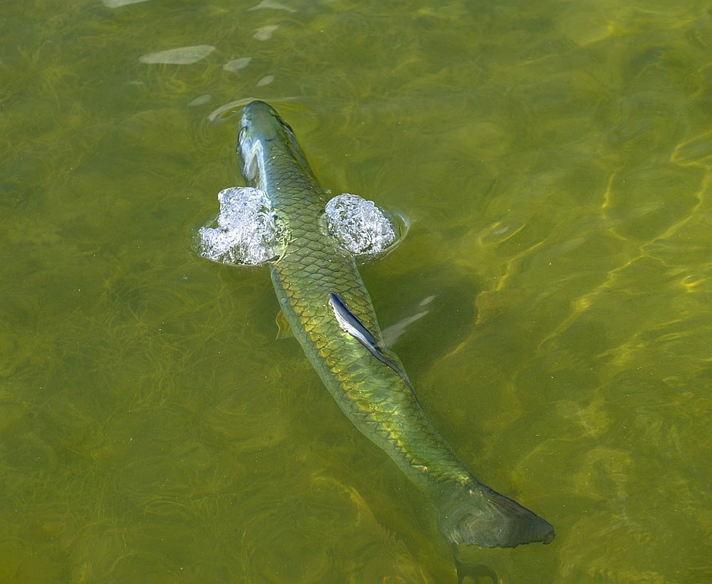 Tarpon rolls and emits bubbles at Worldwide Sportsman, Islamorada, Florida