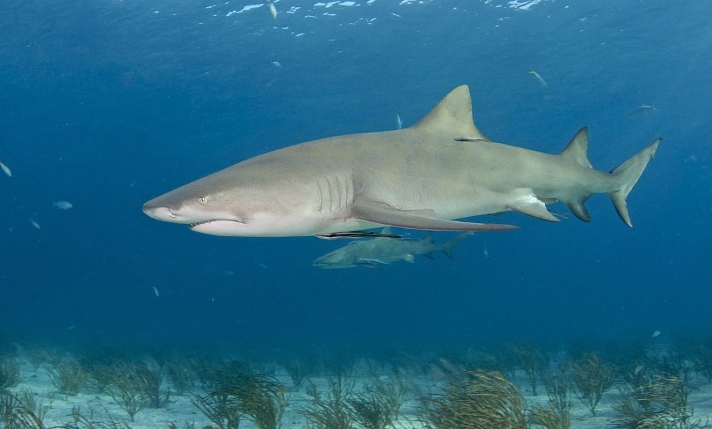 Lemon shark underwater Bahamas