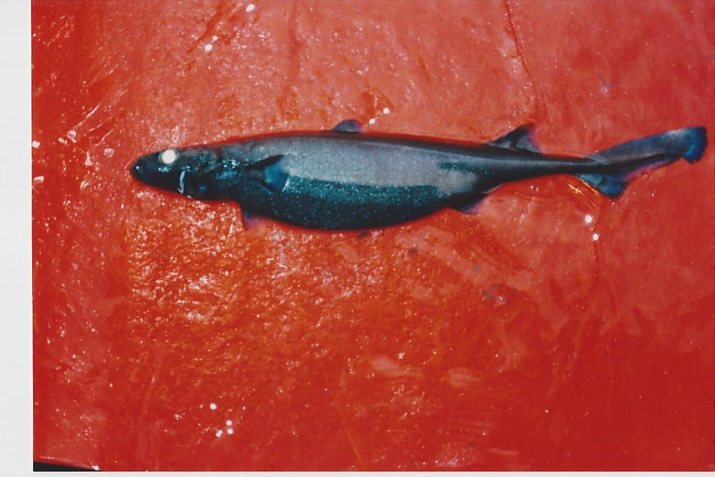 VELVET BELLY LANTERN SHARK (Etmopterus spinax)