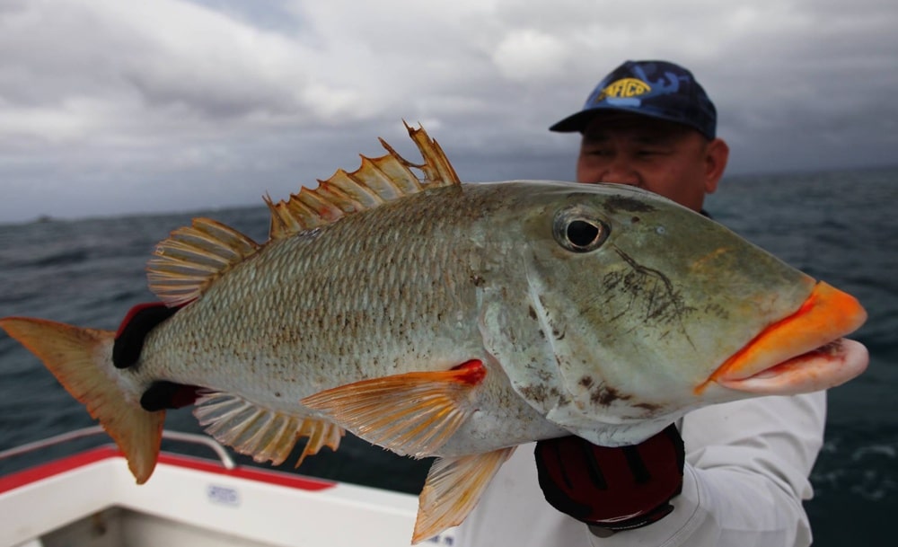 A big sweetlips emperor from French Polynesia