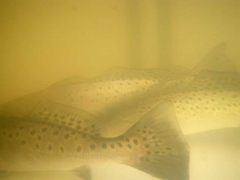 18_winter trout.jpg