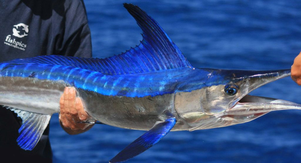 Spearfish, like this brilliant-blue longbill taken on Condor Bank, are known for aggressively pursuing lures far too large for them but still getting hooked. White marlin and, on occasion, roundscale spearfish are among the smaller billfish taken incidentally in the Azores.